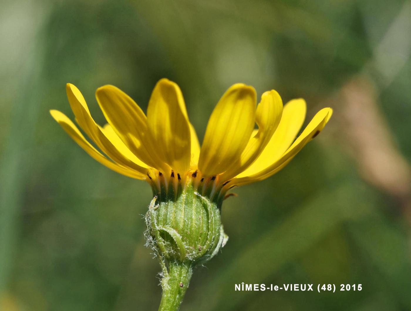 Ragwort, Rodez flower